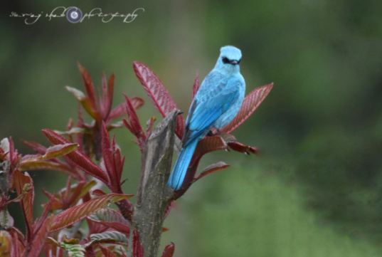 Verditer Flycatcher